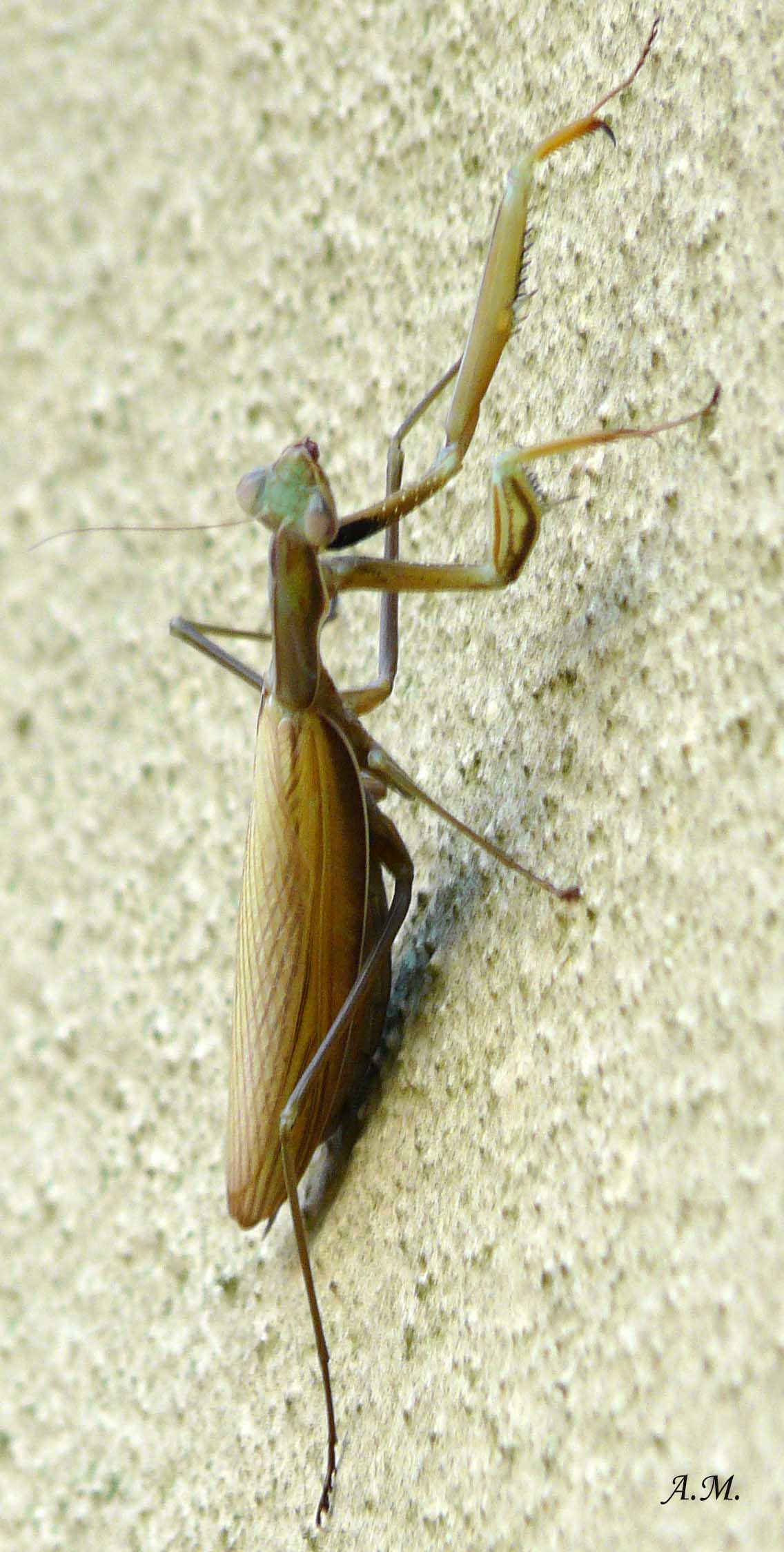 id.mantidi